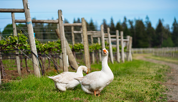 Our Vineyard, image of ducks walking in between rows of grapes.